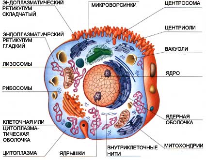 Ядро клетки